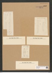Diatomeae indet. Zeichnungen Sammlung Grunow Nr. 5819 (NHMW-BOT-W0374241)